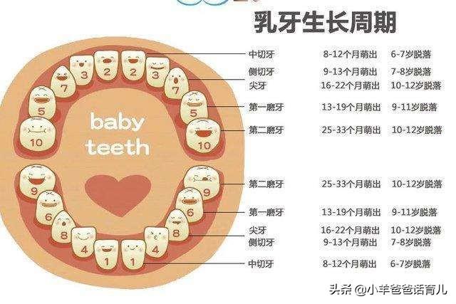 关于婴儿8个月还未长牙的现象，探寻原因与应对策略