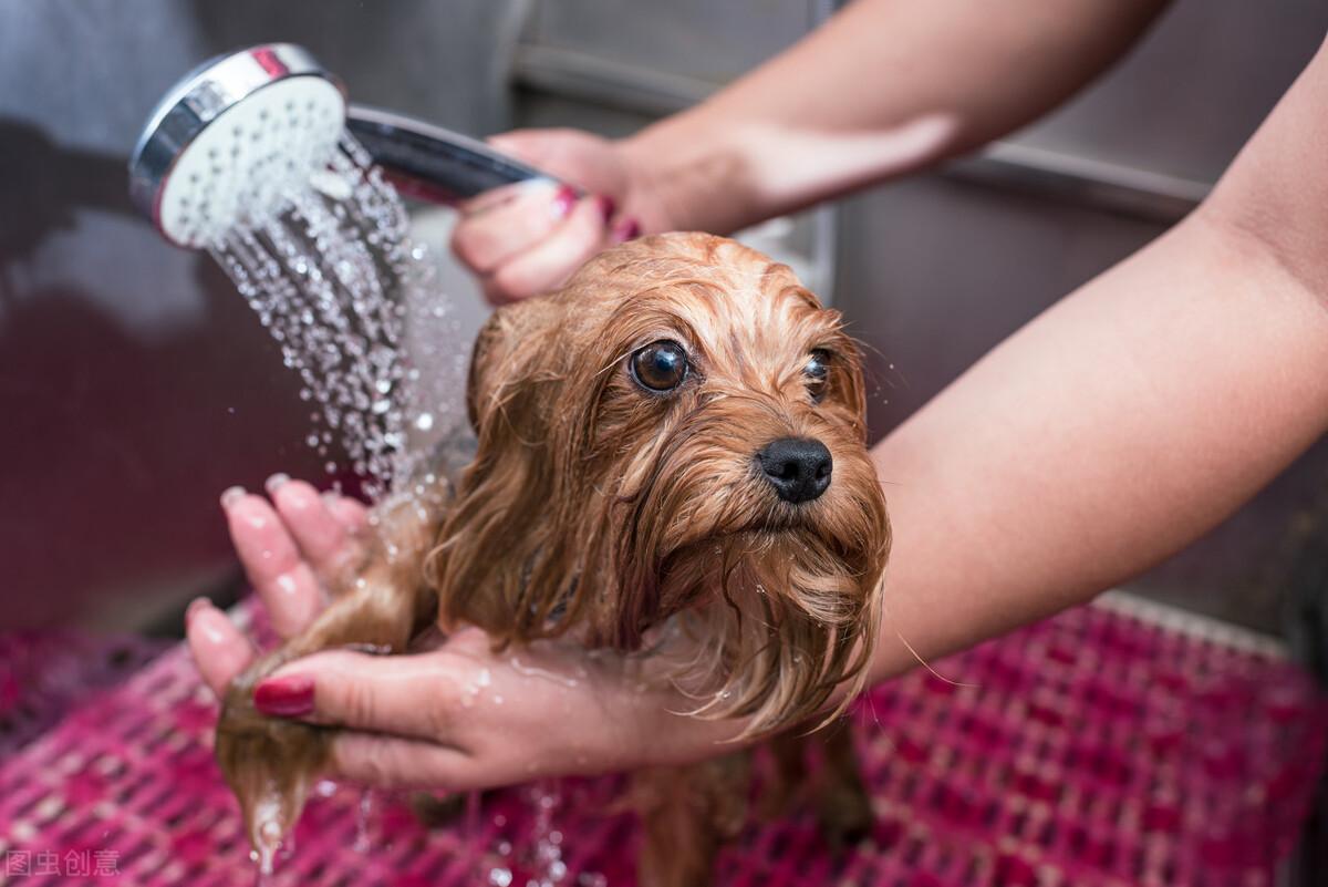 两个月大的狗狗可以洗澡吗？了解与照顾新生犬的须知