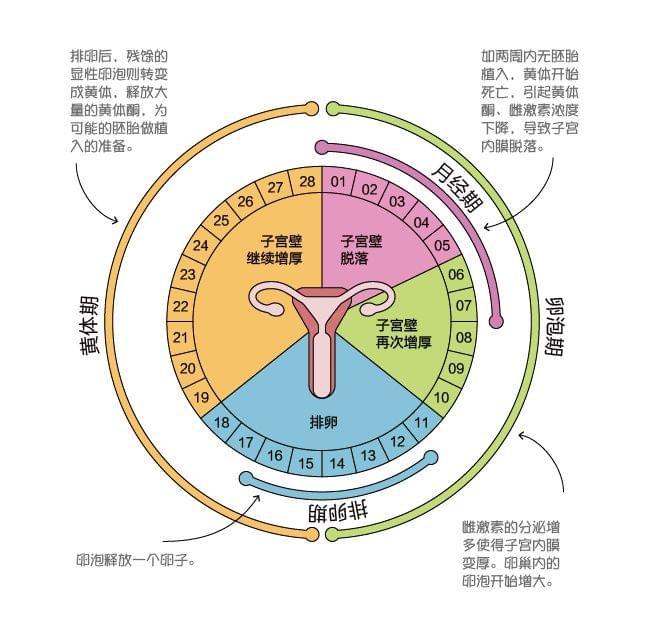 女人一个月有几天受孕，深度解析女性生理周期与生育能力