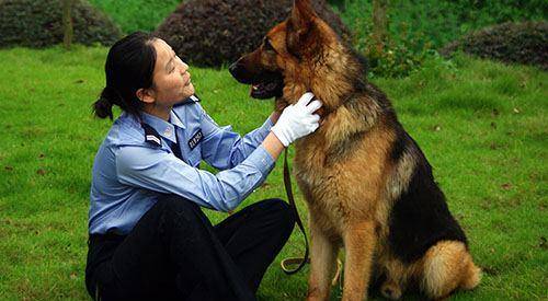 广东省警犬领养要求条件详解