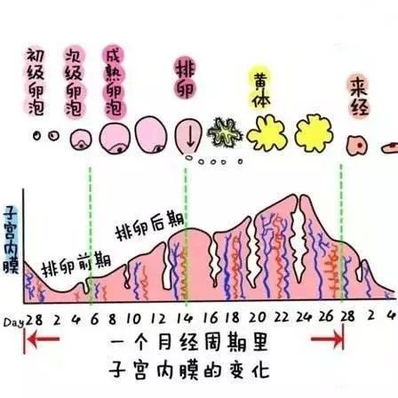 促排卵两个月未孕，探索原因与应对策略