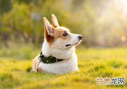 探究五个月柯基犬的饮食需求，吃多少狗粮才合适？